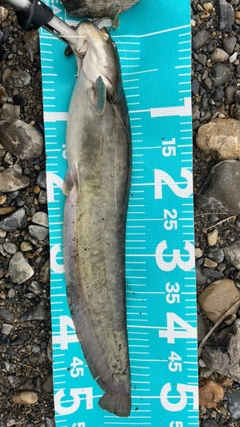 ナマズの釣果