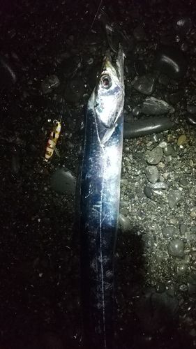 タチウオの釣果