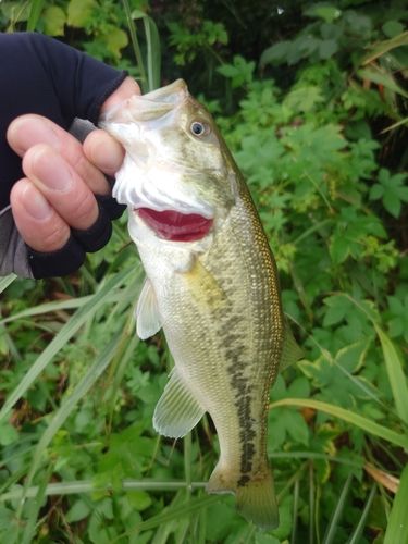 ラージマウスバスの釣果