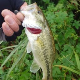 ラージマウスバス