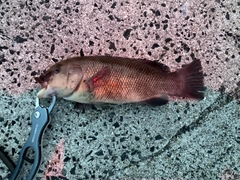 コブダイの釣果