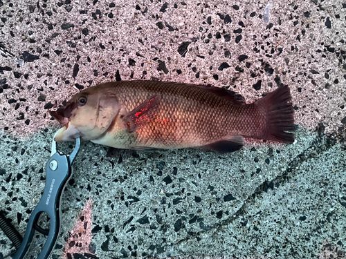 コブダイの釣果