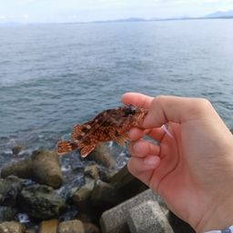 カサゴ