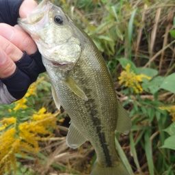 ラージマウスバス