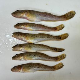 マハゼ