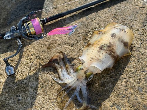 アオリイカの釣果
