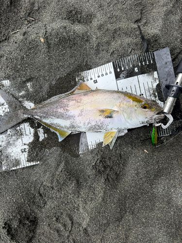 ショゴの釣果