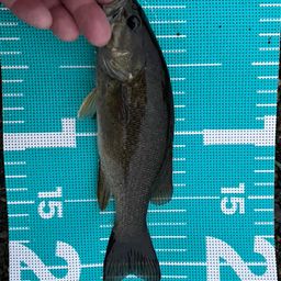 スモールマウスバス