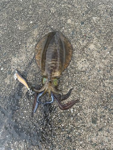 アオリイカの釣果
