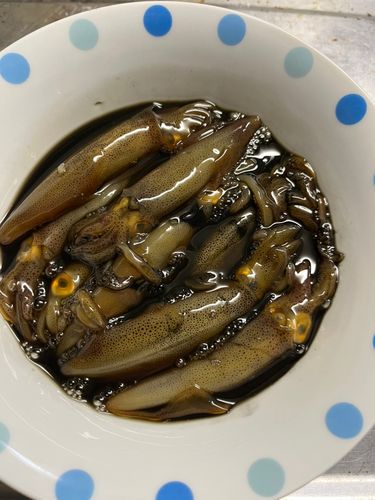 マメイカの釣果