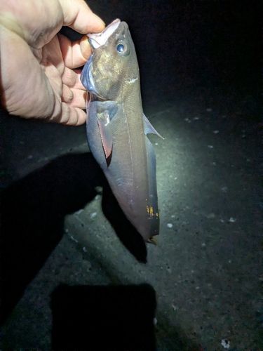 ドンコの釣果