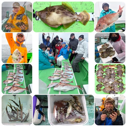 マダイの釣果