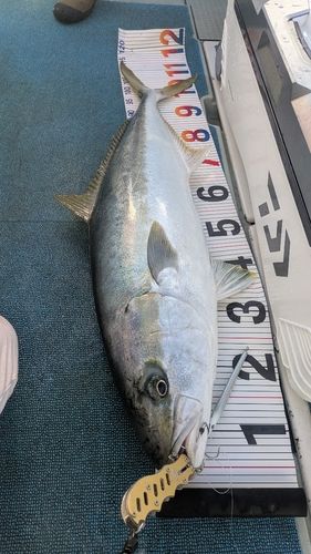 ヒラマサの釣果