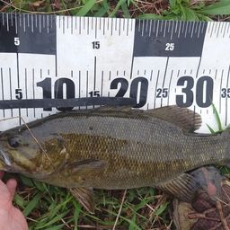 スモールマウスバス