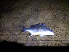 キチヌの釣果