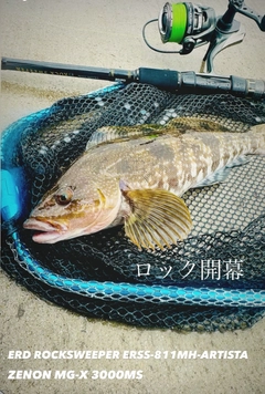 アイナメの釣果