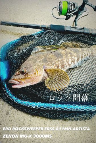 アイナメの釣果