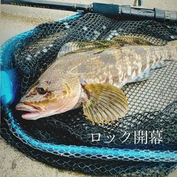 アイナメ