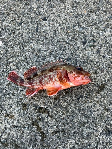 カサゴの釣果