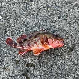 カサゴ