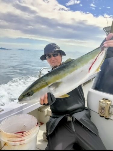 ブリの釣果
