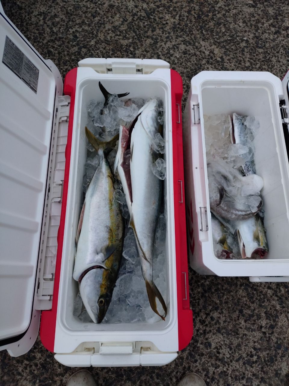 wチャッキーwさんの釣果 3枚目の画像