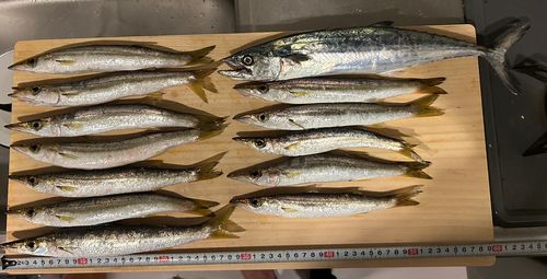 アカカマスの釣果