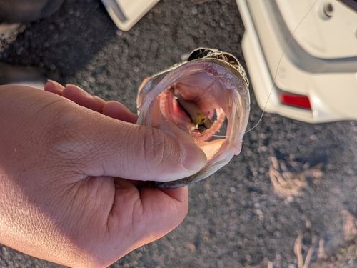 ブラックバスの釣果