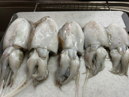 コウイカの釣果