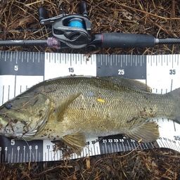 スモールマウスバス