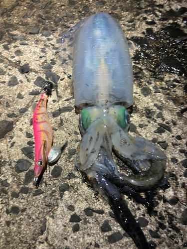 アオリイカの釣果