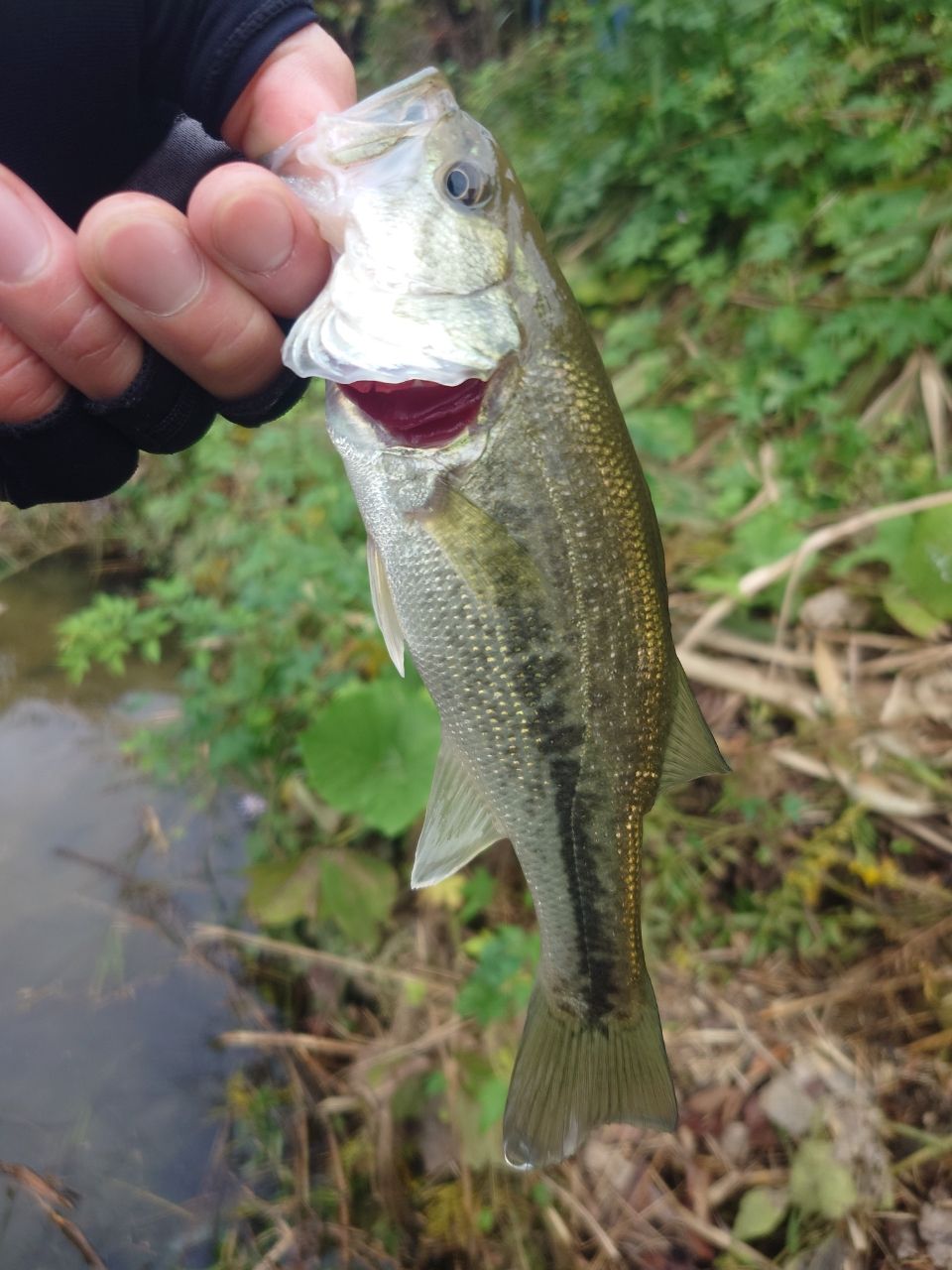 ラージマウスバス