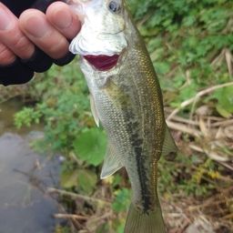 ラージマウスバス