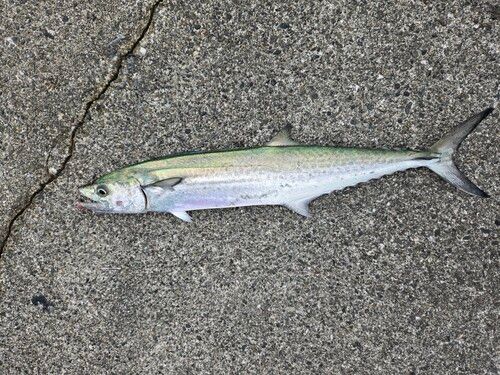 サゴシの釣果