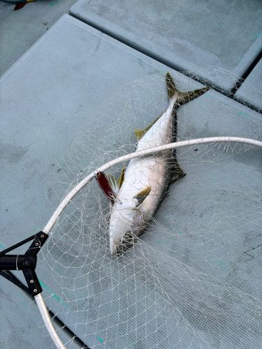 ヒラマサの釣果