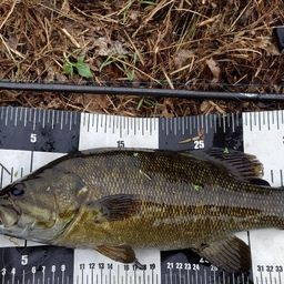 スモールマウスバス