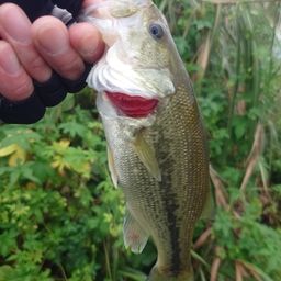 ラージマウスバス