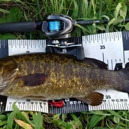 スモールマウスバス