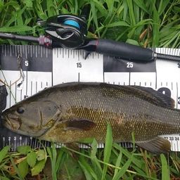 スモールマウスバス