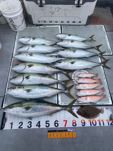ブリの釣果
