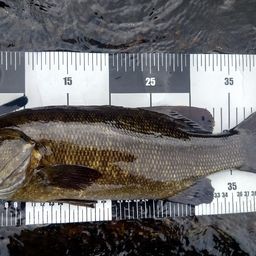 スモールマウスバス