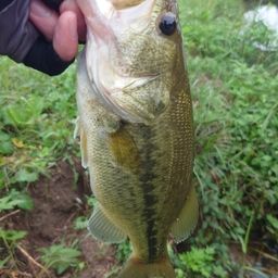 ラージマウスバス