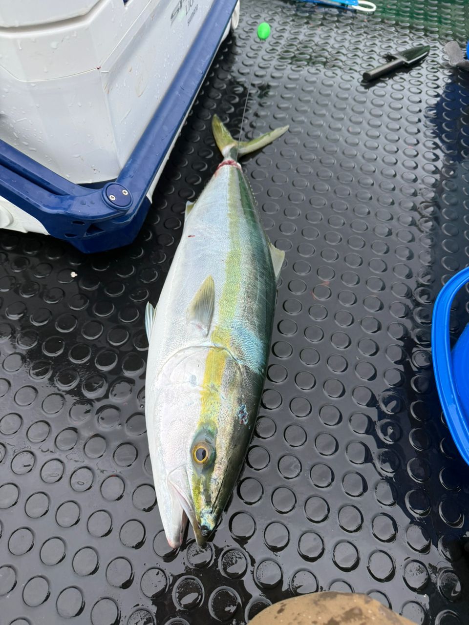 keita3939さんの釣果 2枚目の画像