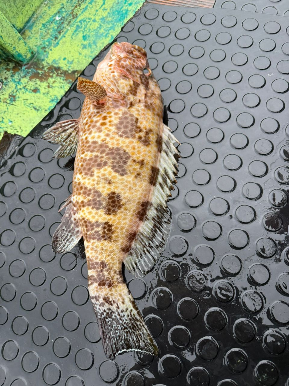 keita3939さんの釣果 3枚目の画像