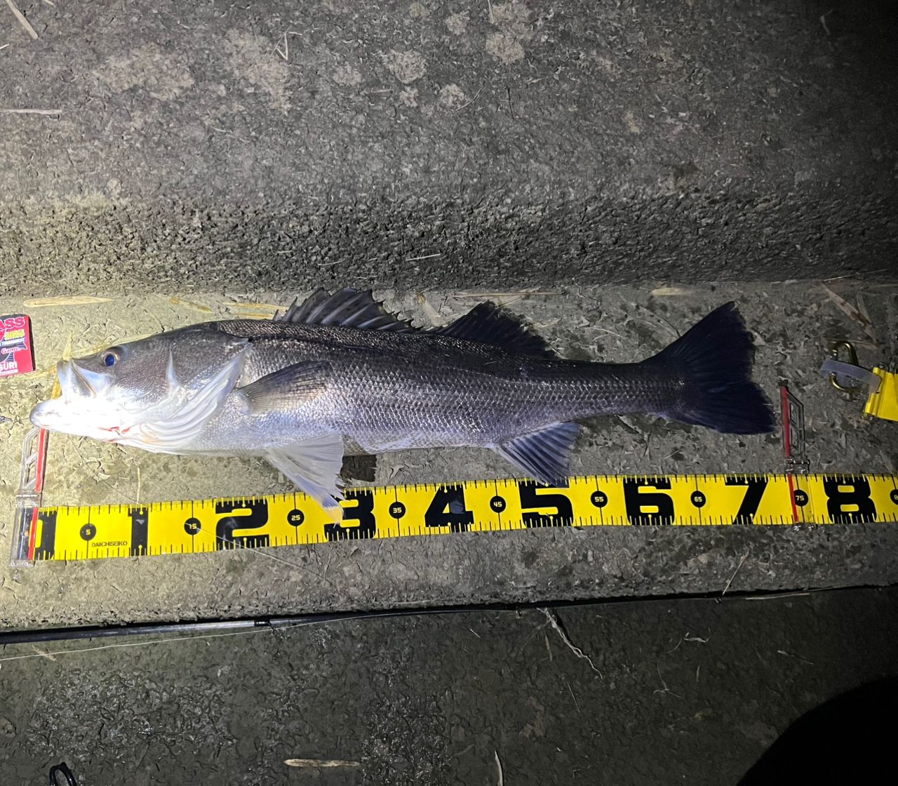 魚剥製シーバス スズキ剥製