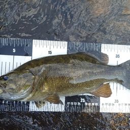 スモールマウスバス