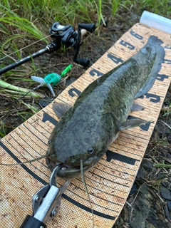 マナマズの釣果