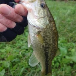 ラージマウスバス