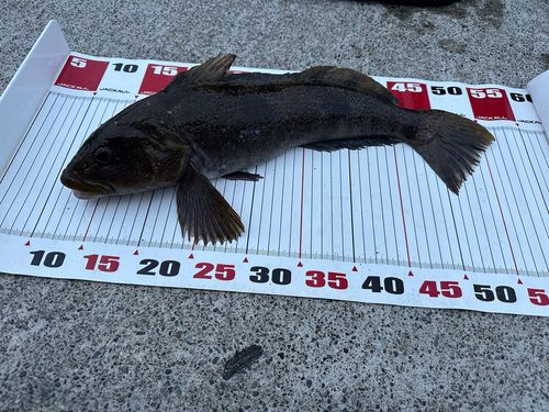 アイナメの釣果