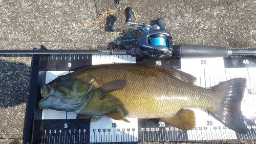 スモールマウスバスの釣果